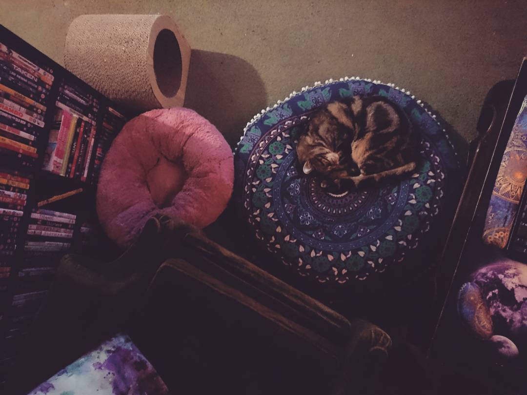 😂 Monty has decided that the floor cushions i bought is 100 times better than his actual bed 😂 Note that his bed is the pink thing RIGHT next to him 😂😻