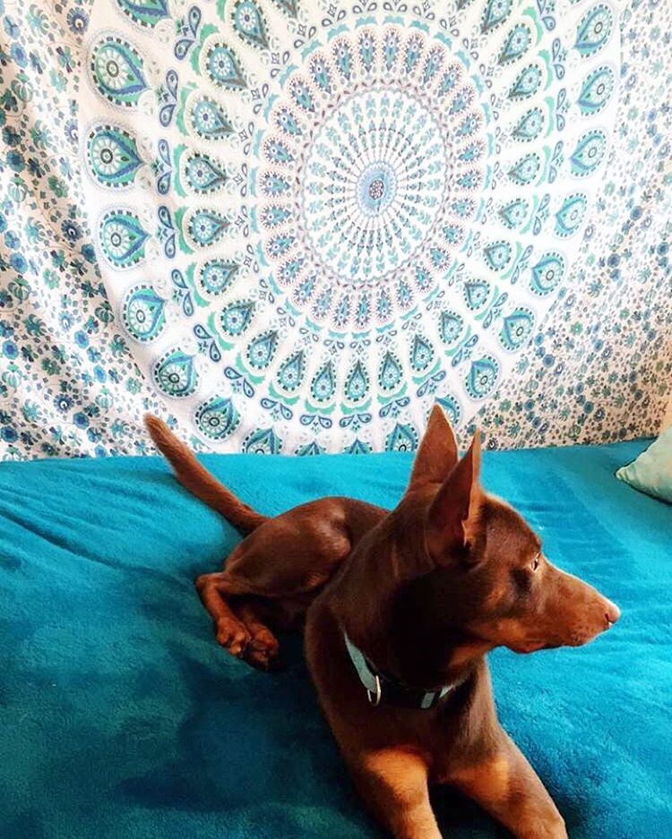 He likes to steal my bed 😎🐶💕